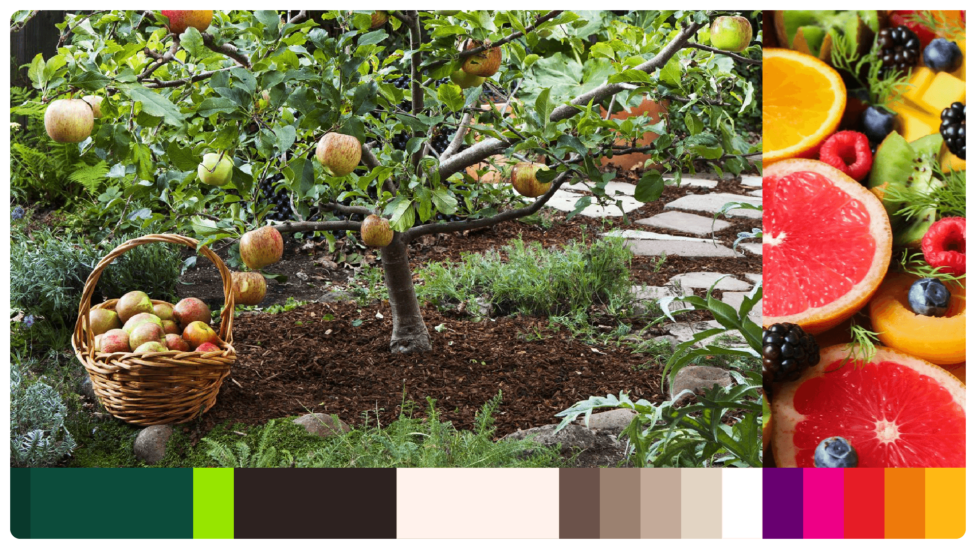 EdenLife colour palette drawn from an apple tree and fresh fruit